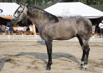 VALIOSO YC, CAMPEON JOVEN DEL CONCURSO